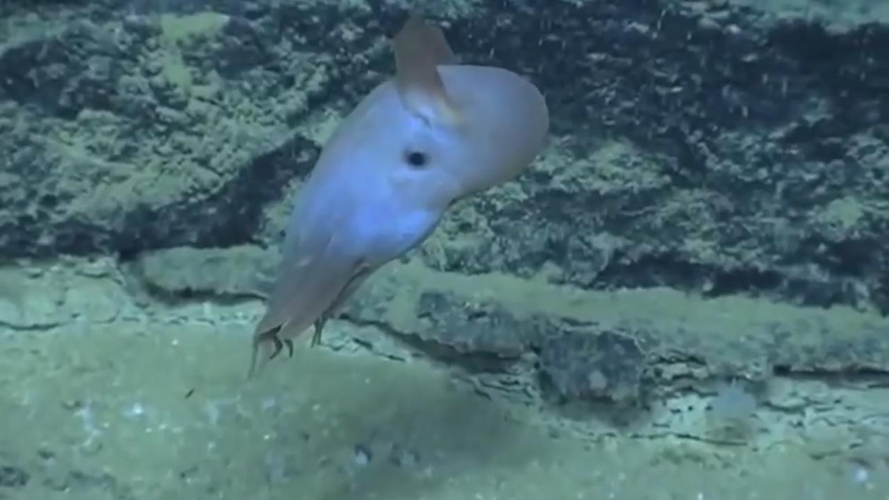 世上罕见的小生物 你有见过吗