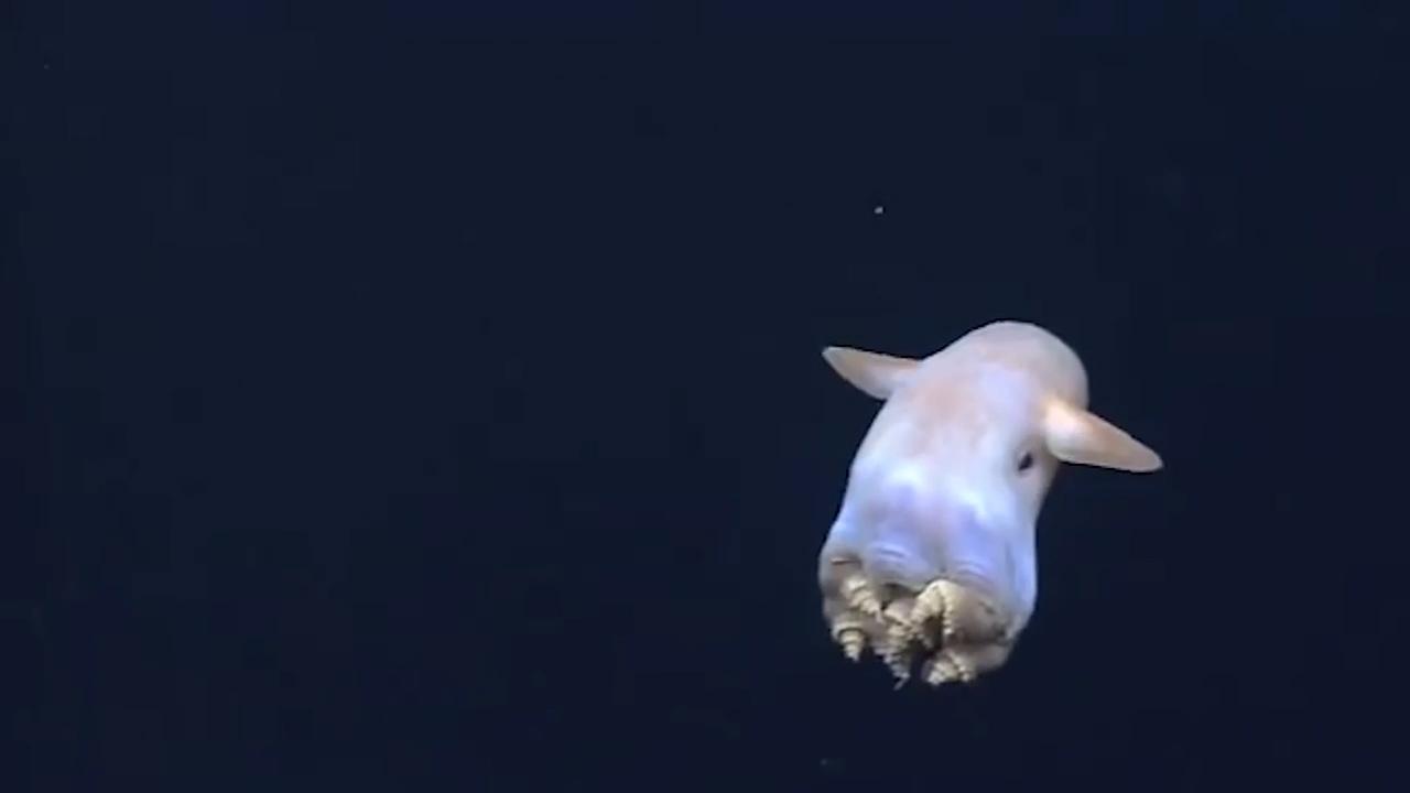 世上罕见的小生物 你有见过吗