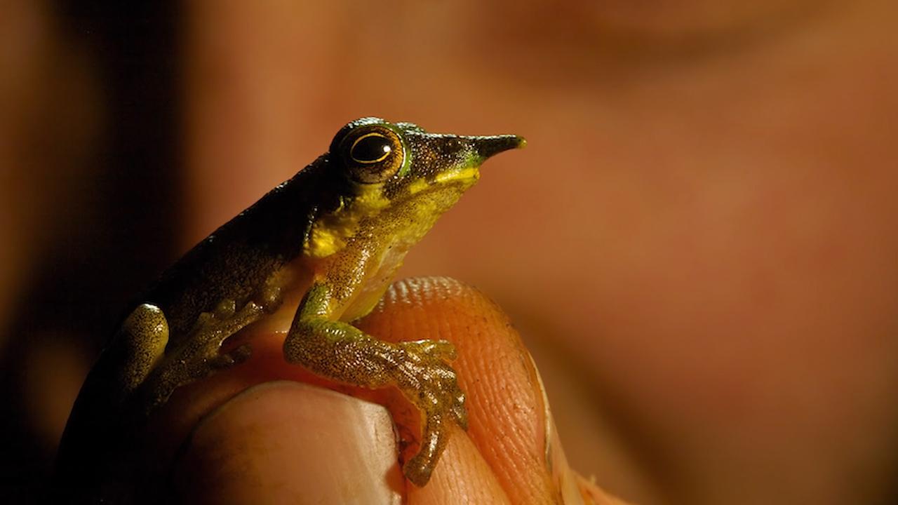 世上罕见的小生物 你有见过吗